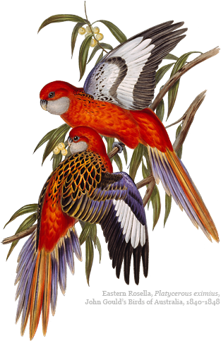 Rosellas